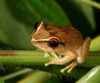 Coquí churí