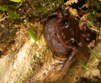 Coquí de Hedrick