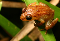 Coquí martillito