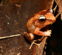 Coquí de la montaña